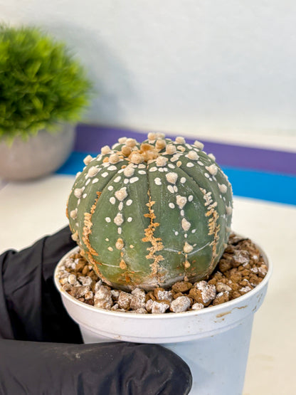 Astrophytum Super Kabuto (at1) (14) | Collection Plant | Rare Cactus