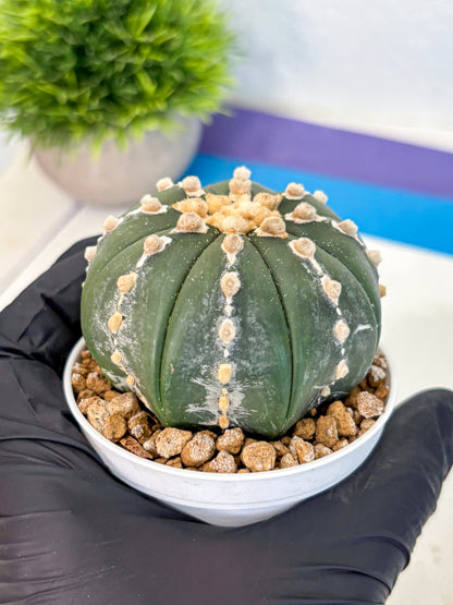 Astrophytum Nudum (at4) (14) | Star Cactus