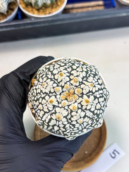 Astrophytum Star Shape (at3) (r5) | Rare Cactus