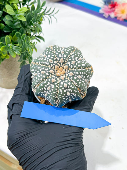 Astrophytum Super Kabuto (#T6C) | Nevada Botanical Shop | 3" Pot
