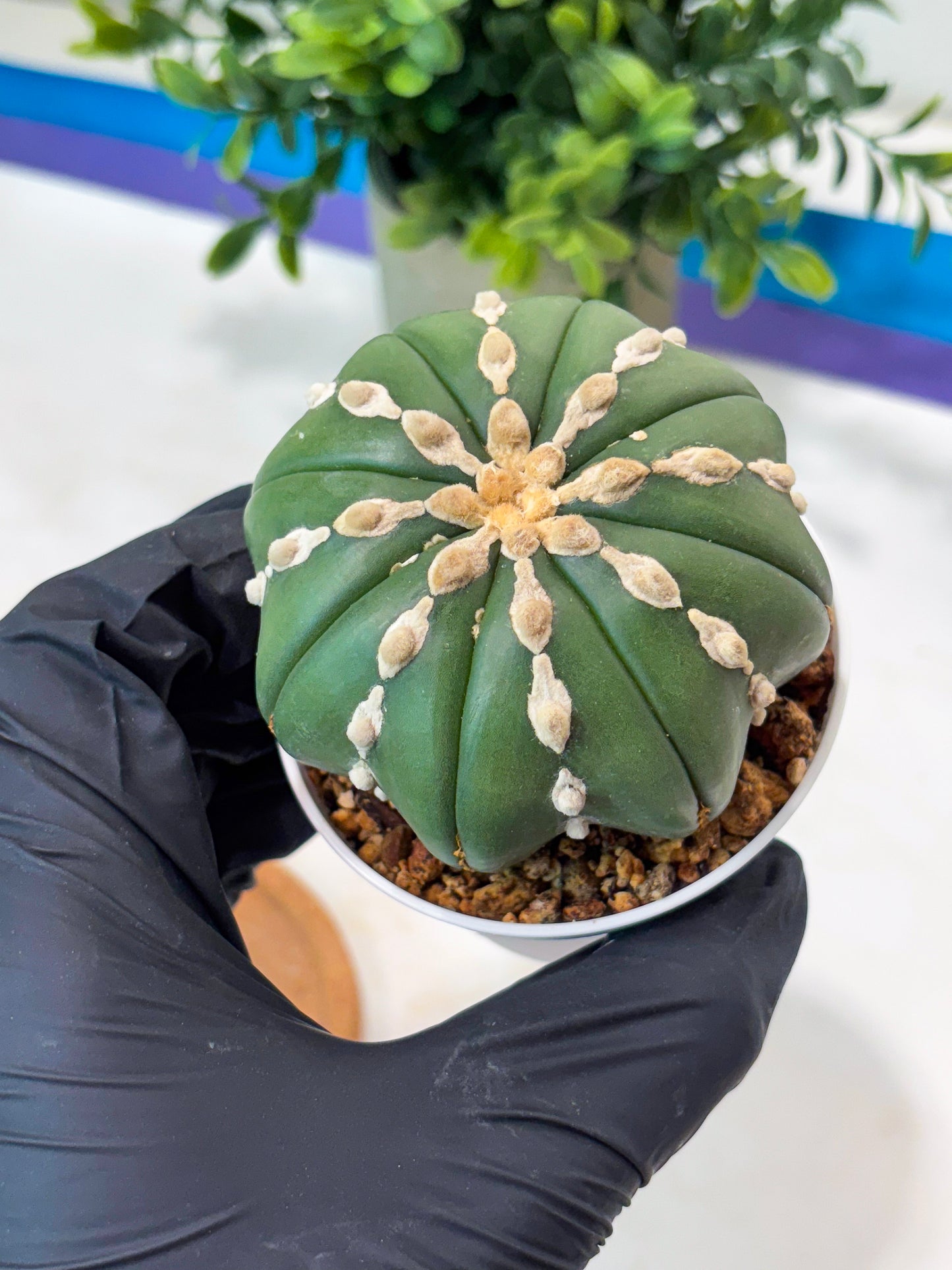 Astrophytum V-Type Nudum (T9) (p4) | Imported Plants