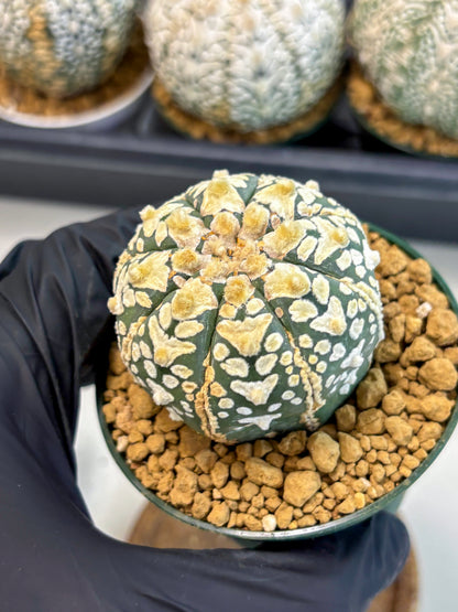 Astrophytum V-Type (at6) (r6) | Rare Star Cactus