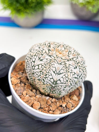 Astrophytum Super Kabuto V-type (t12) (g7) | 3" Pot
