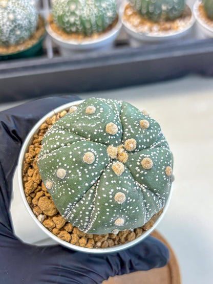 Astrophytum 5-Ribs (at7) (r1) | Living Rocks