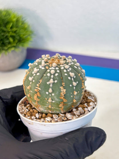 Astrophytum Super Kabuto (at1) (14) | Collection Plant | Rare Cactus