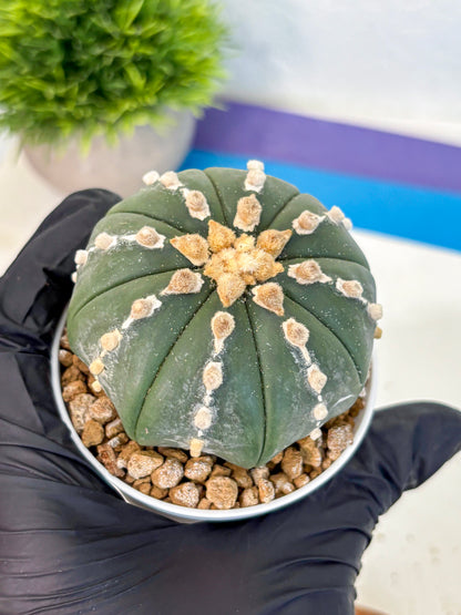 Astrophytum Nudum (at4) (14) | Star Cactus