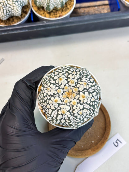 Astrophytum Star Shape (at3) (r5) | Rare Cactus