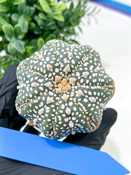 Astrophytum Super Kabuto (#T6C) | Nevada Botanical Shop | 3" Pot