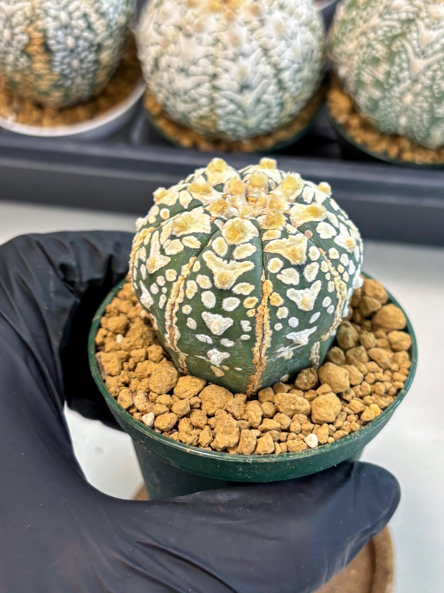 Astrophytum V-Type (at6) (r6) | Rare Star Cactus