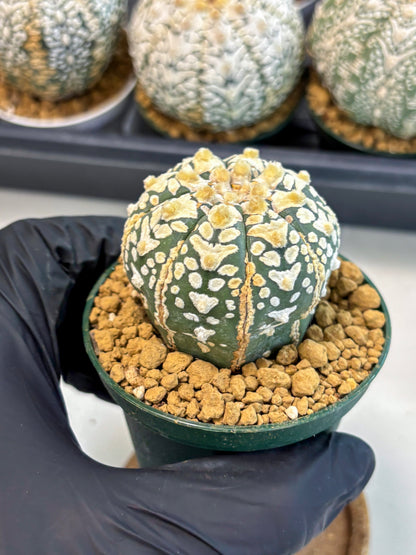 Astrophytum V-Type (at6) (r6) | Rare Star Cactus
