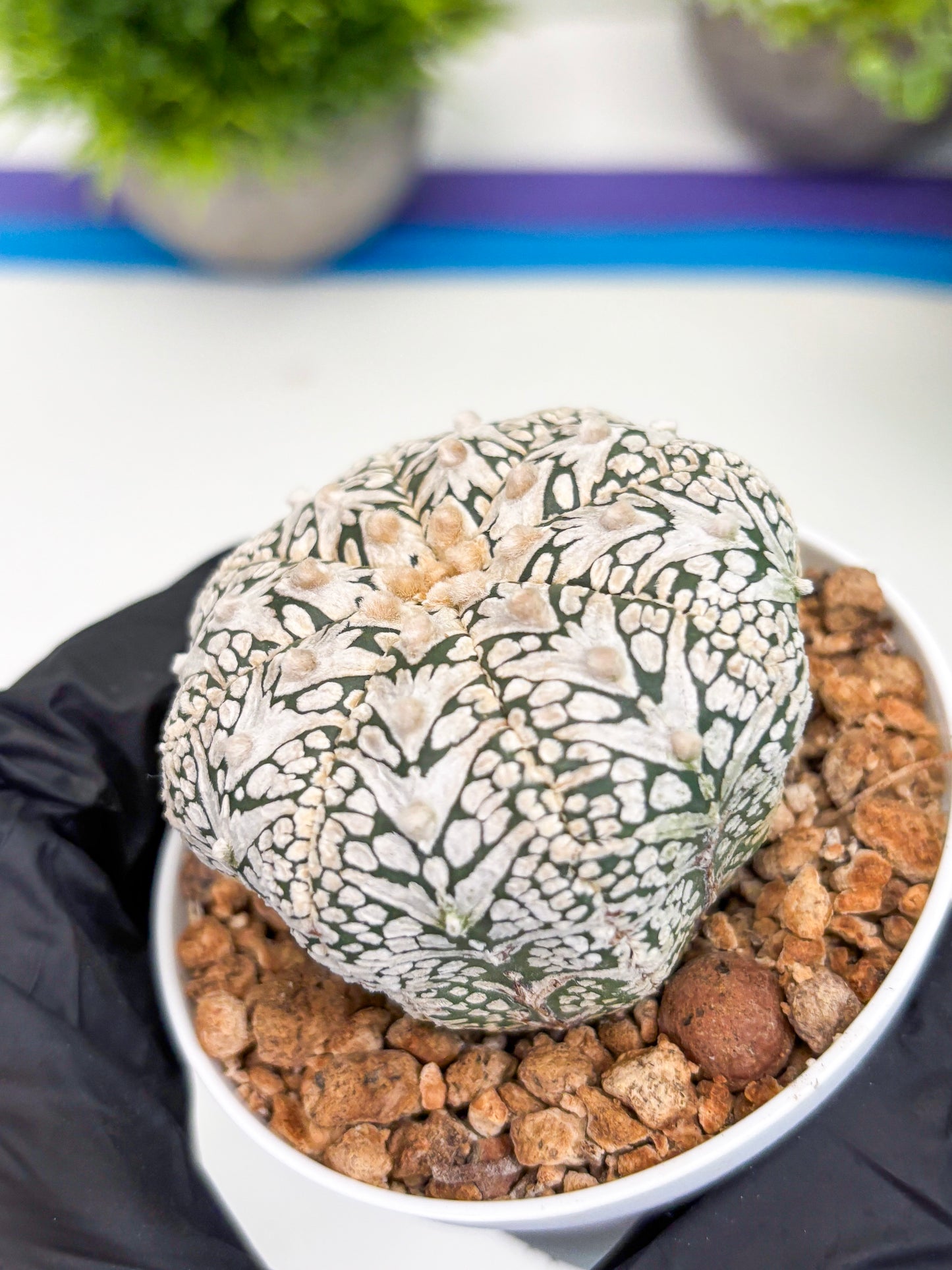 Astrophytum Super Kabuto V-type (t12) (g7) | 3" Pot