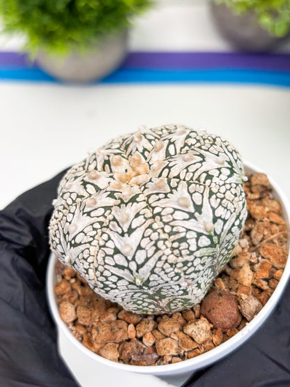 Astrophytum Super Kabuto V-type (t12) (g7) | 3" Pot