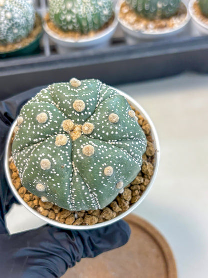 Astrophytum 5-Ribs (at7) (r1) | Living Rocks