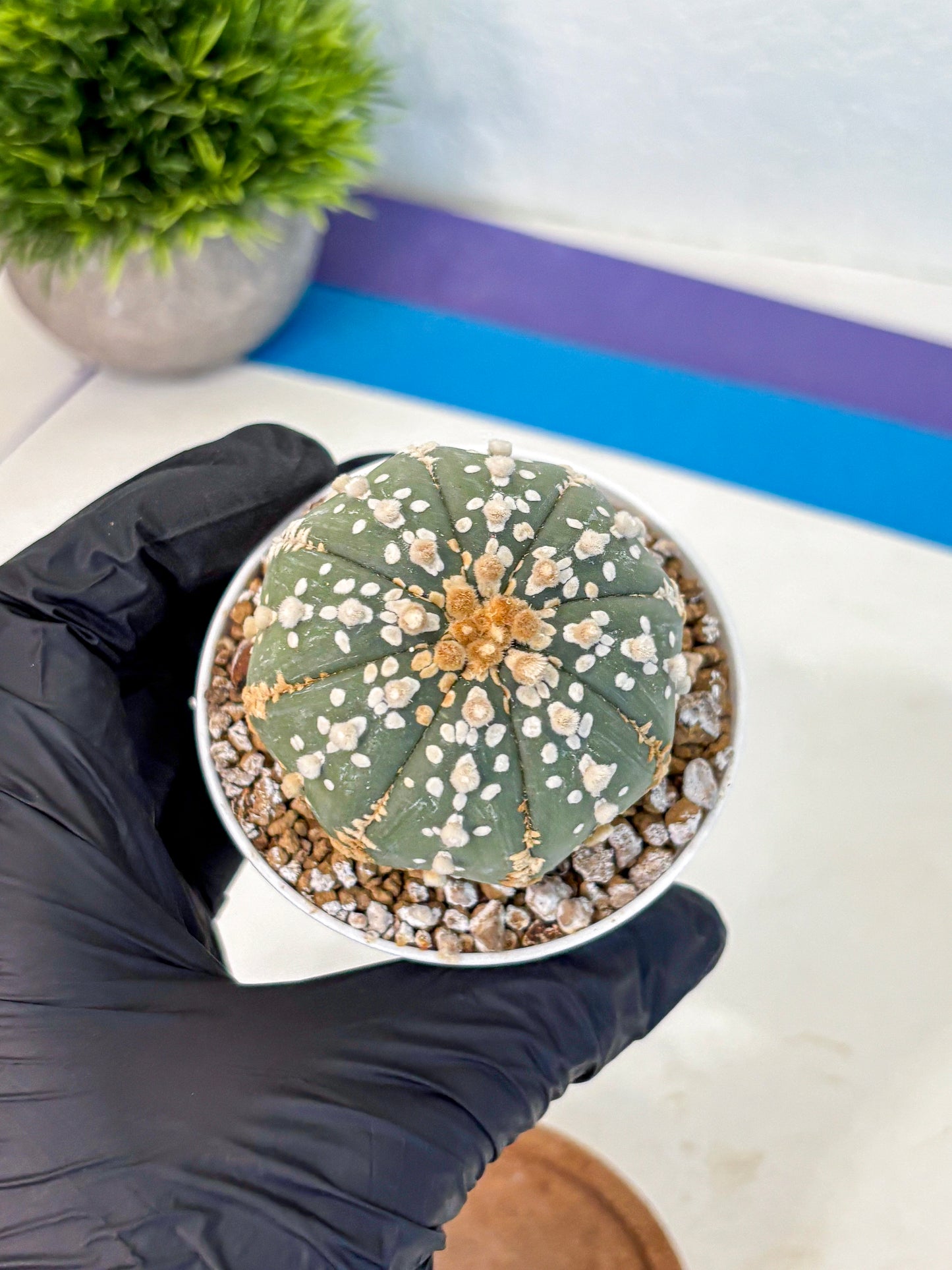 Astrophytum Super Kabuto (at1) (14) | Collection Plant | Rare Cactus
