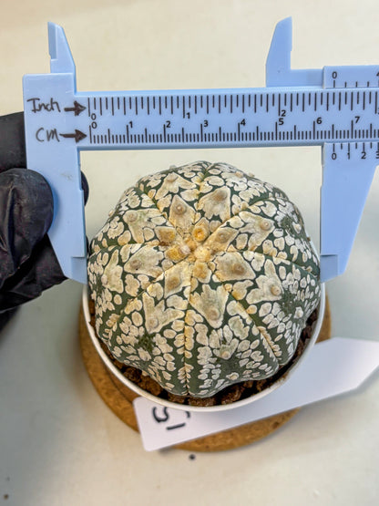 Astrophytum V Type (at4) (15) | Star Cactus