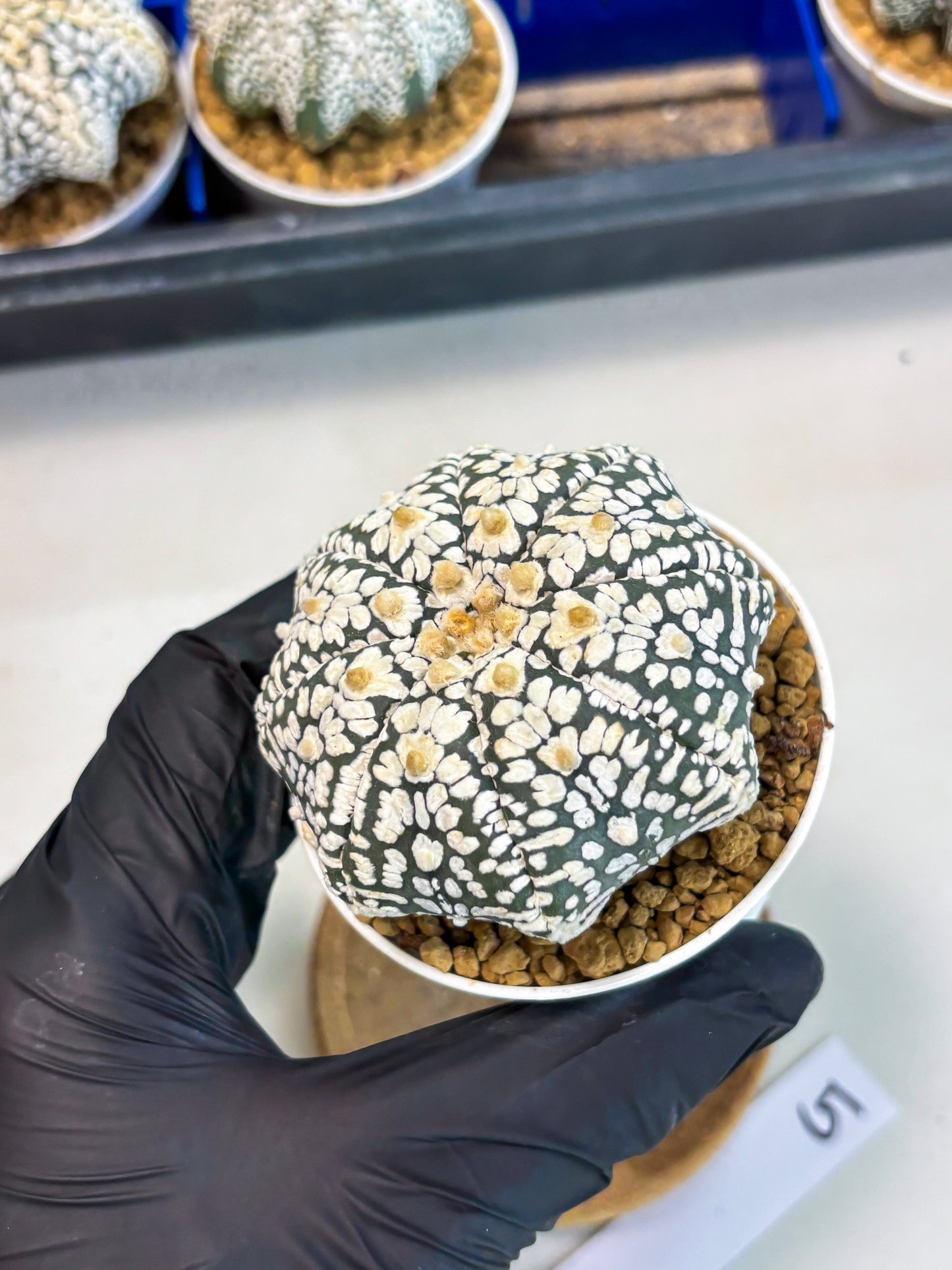 Astrophytum Star Shape (at3) (r5) | Rare Cactus