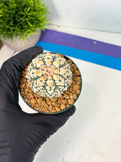 Astrophytum V-Type (at6) (r6) | Rare Star Cactus