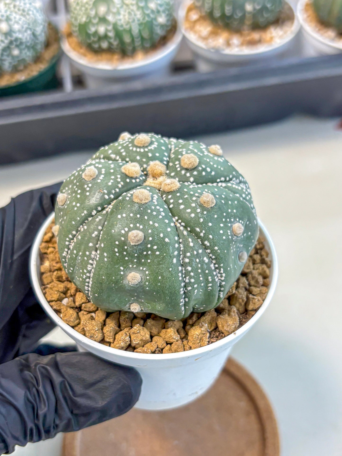 Astrophytum 5-Ribs (at7) (r1) | Living Rocks