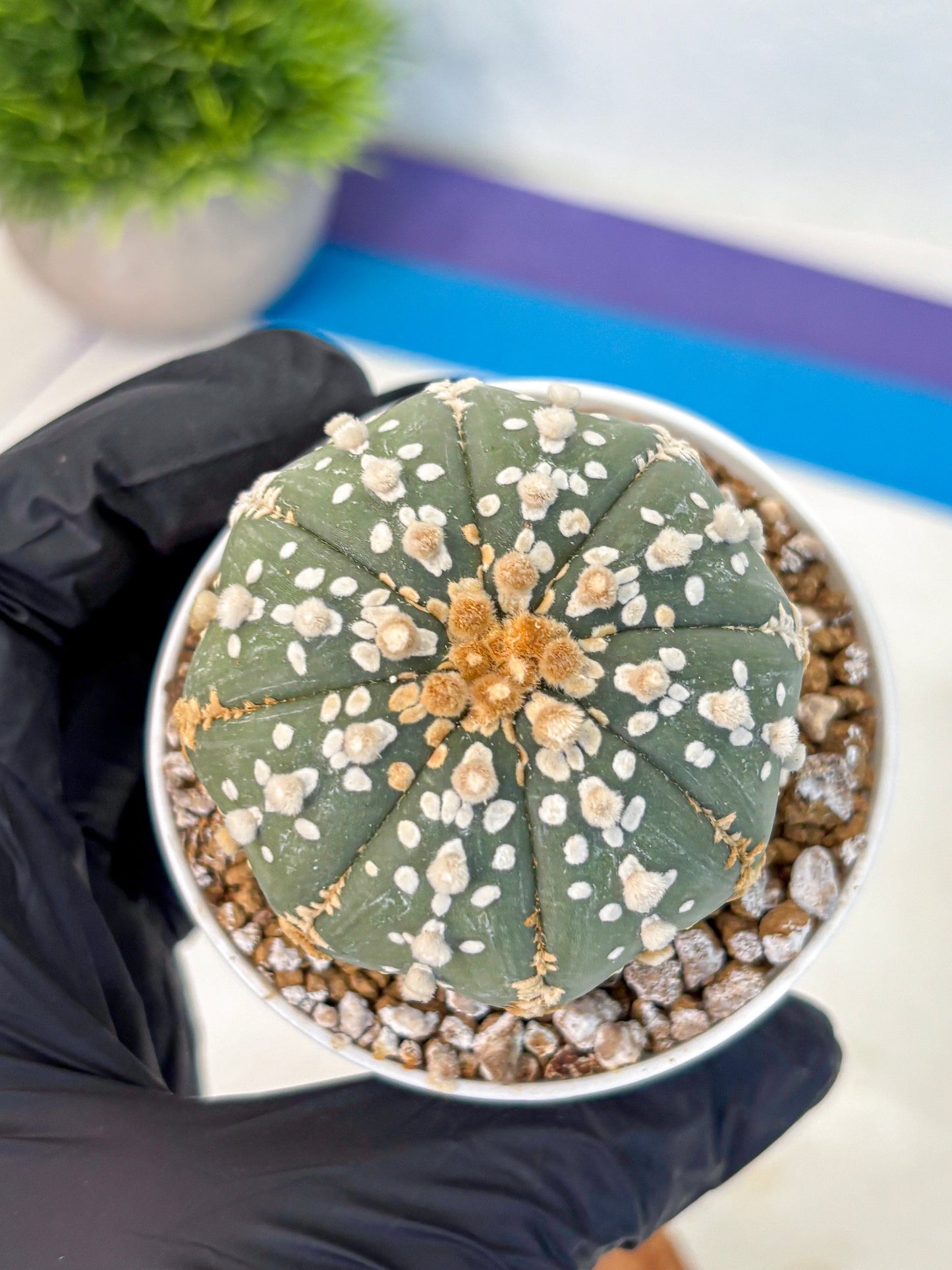 Astrophytum Super Kabuto (at1) (14) | Collection Plant | Rare Cactus