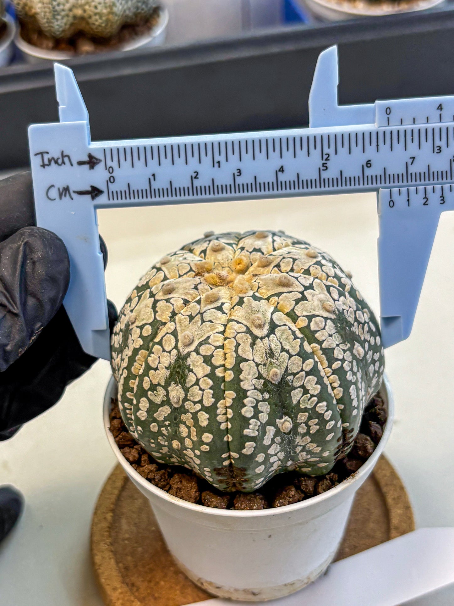 Astrophytum V Type (at4) (15) | Star Cactus