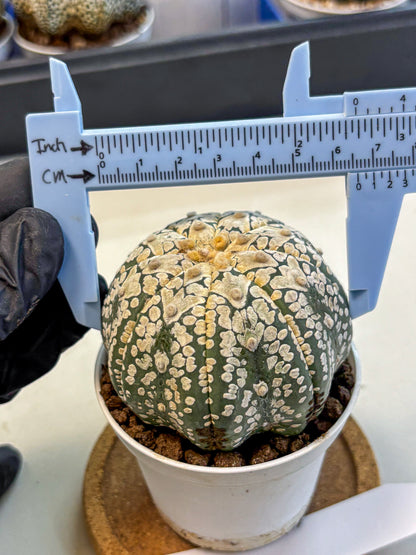 Astrophytum V Type (at4) (15) | Star Cactus