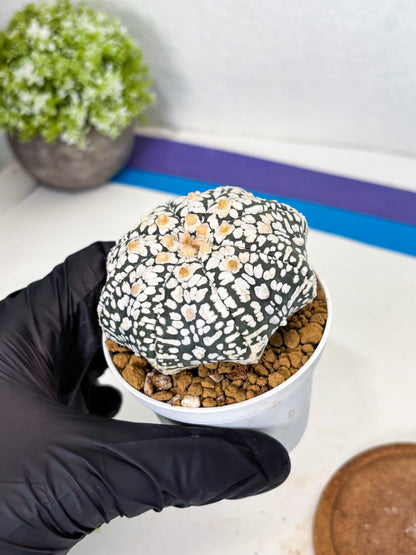 Astrophytum Star Shape (at3) (r5) | Rare Cactus
