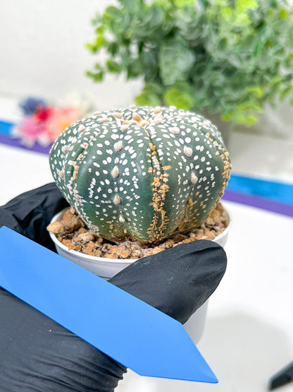 Astrophytum Super Kabuto (#T6C) | Nevada Botanical Shop | 3" Pot