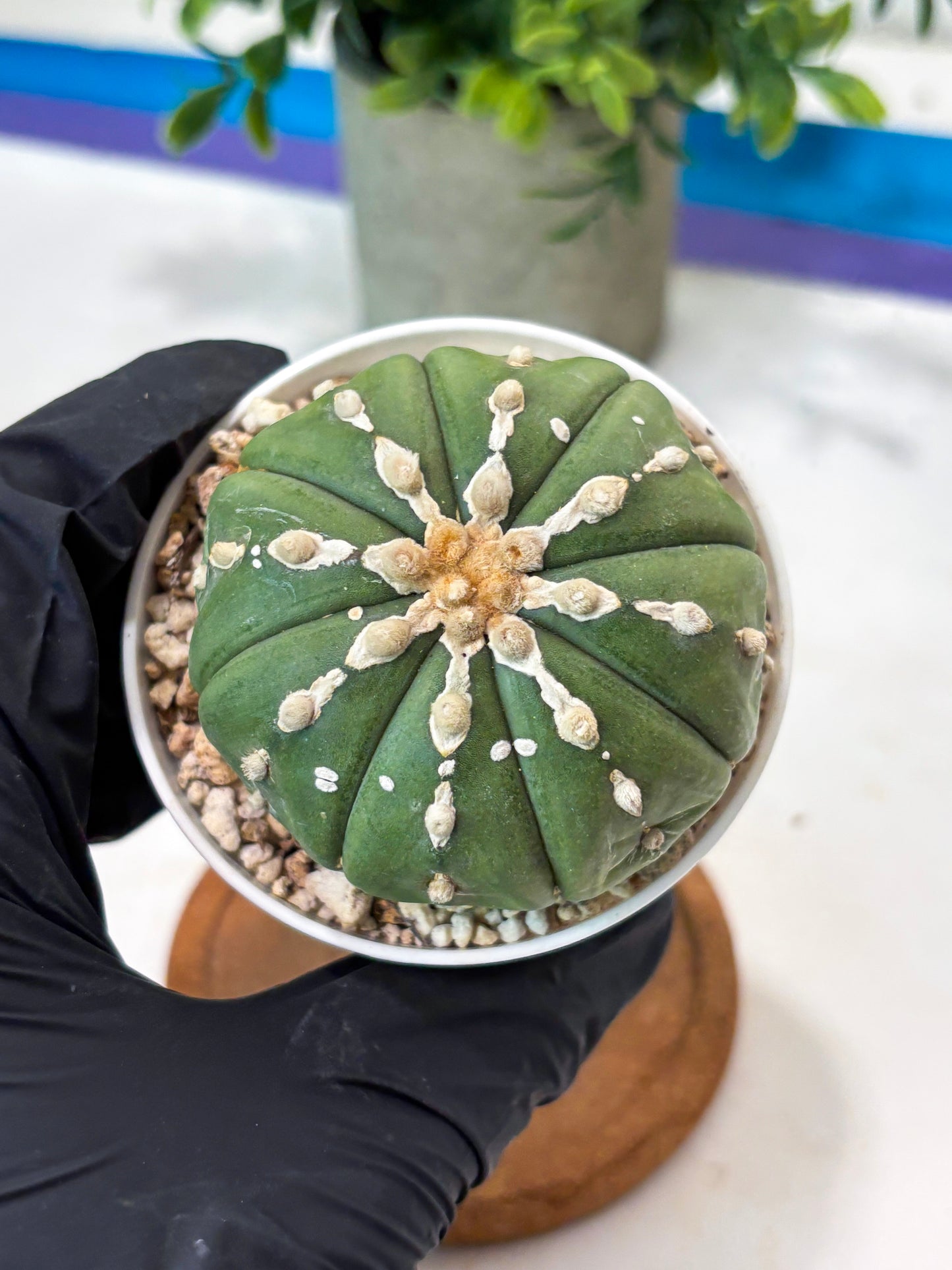 Astrophytum V-Type Nudum (T9) (p5) | Nevada Plant Seller
