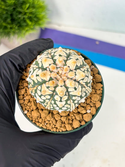 Astrophytum V-Type (at6) (r6) | Rare Star Cactus