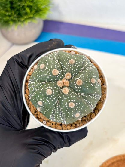 Astrophytum 5-Ribs (at7) (r1) | Living Rocks