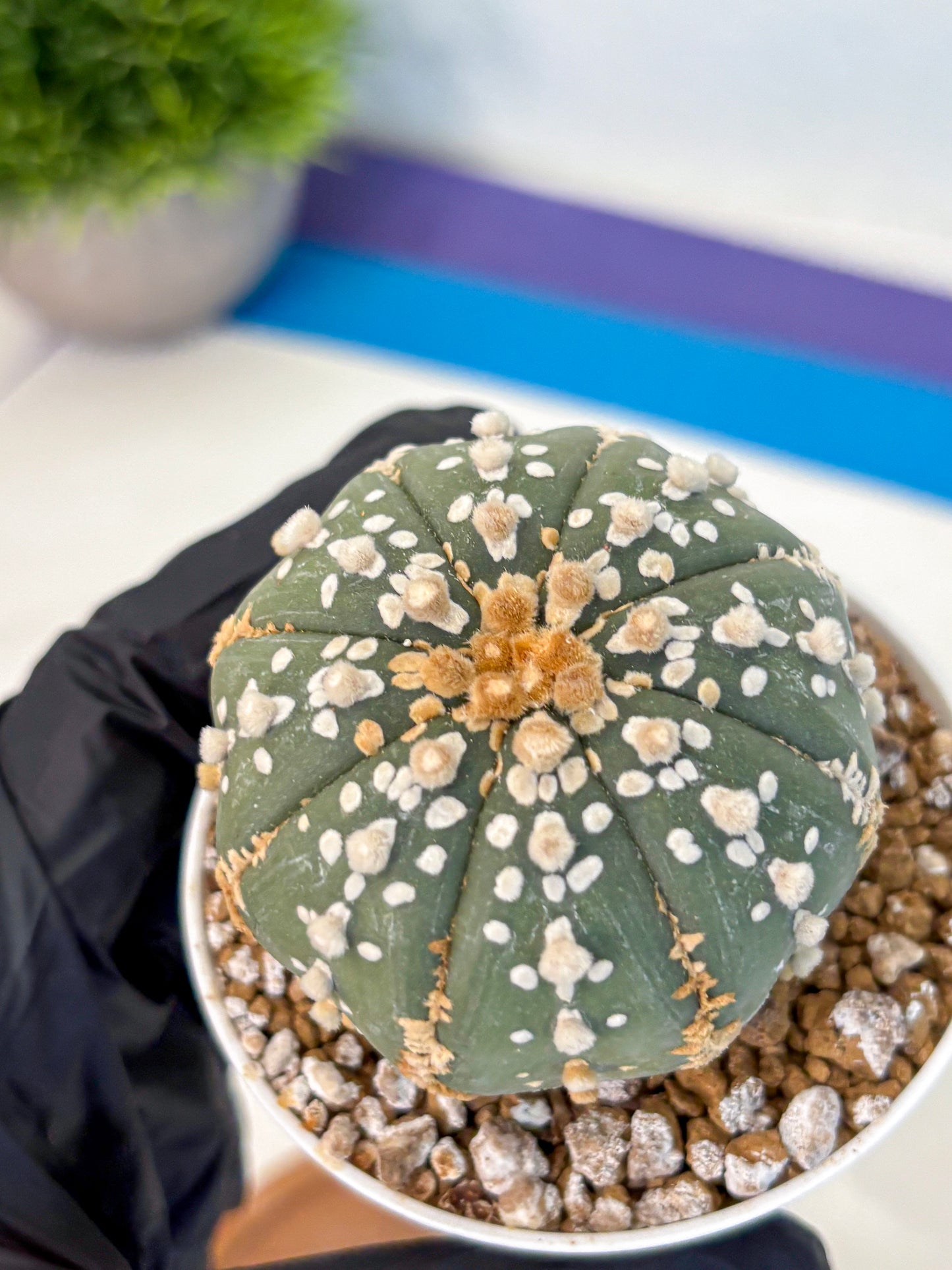Astrophytum Super Kabuto (at1) (14) | Collection Plant | Rare Cactus