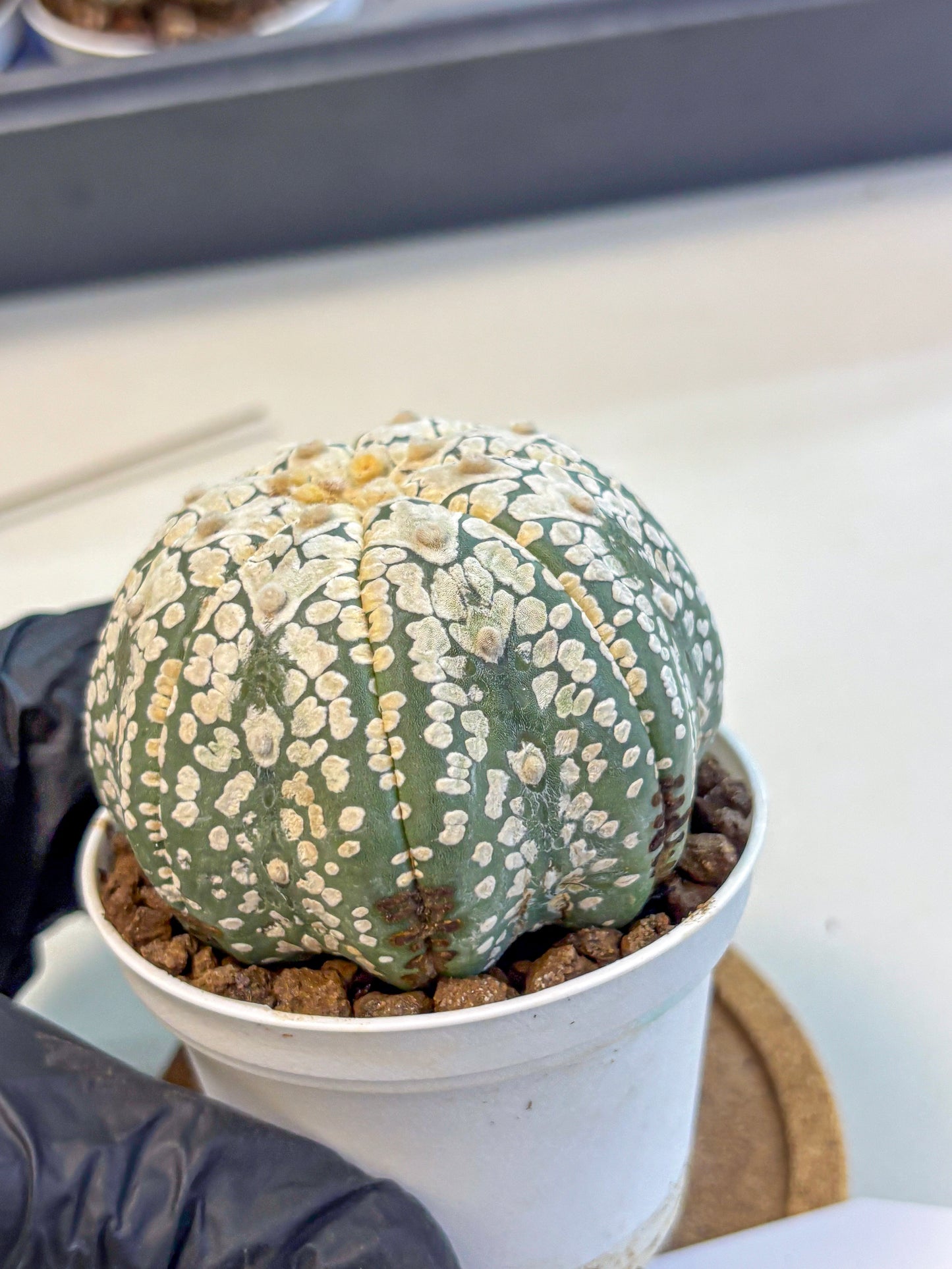 Astrophytum V Type (at4) (15) | Star Cactus
