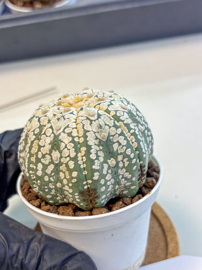 Astrophytum V Type (at4) (15) | Star Cactus