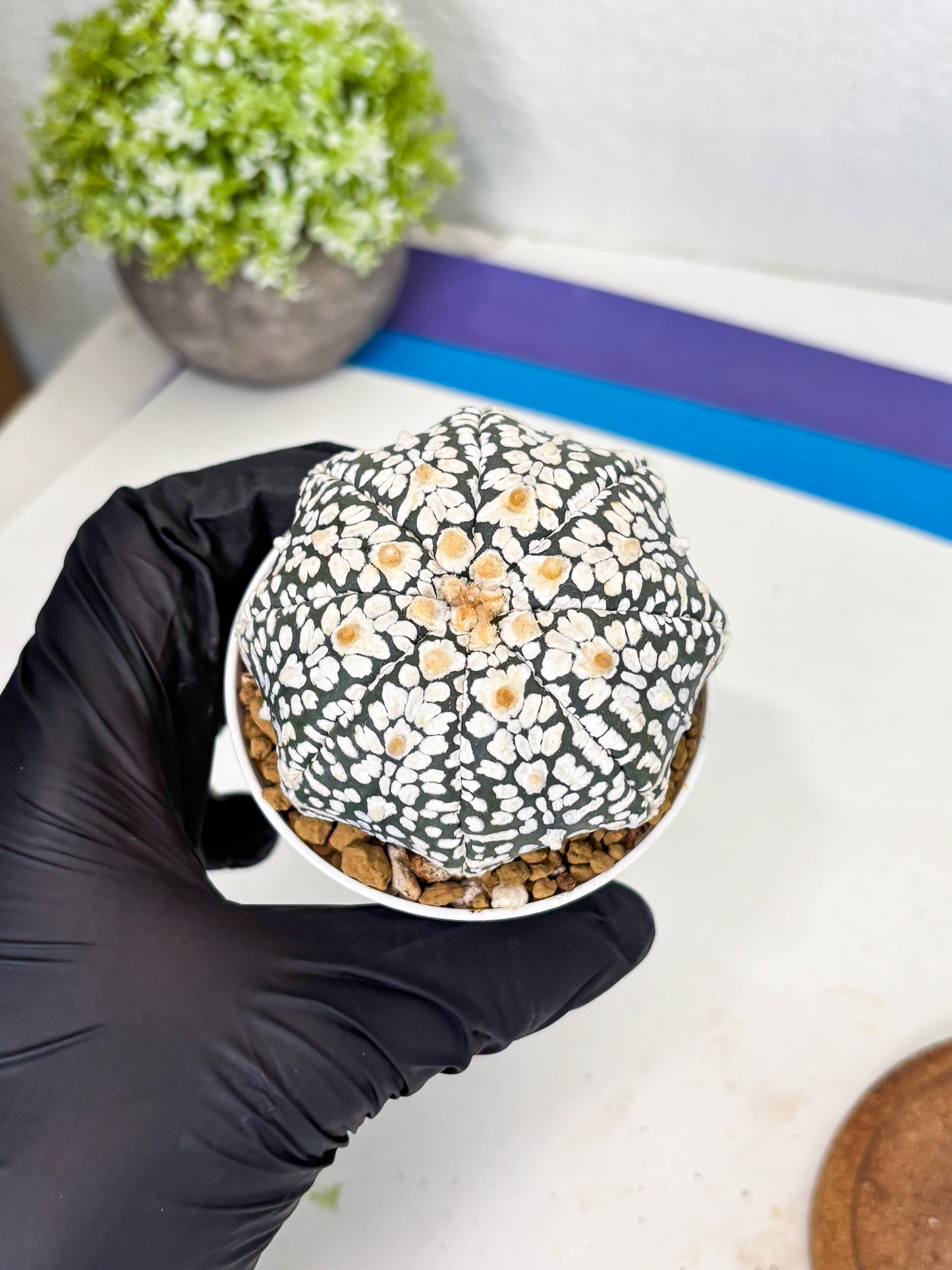 Astrophytum Star Shape (at3) (r5) | Rare Cactus