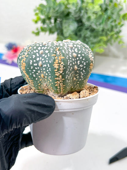 Astrophytum Super Kabuto (#T6C) | Nevada Botanical Shop | 3" Pot