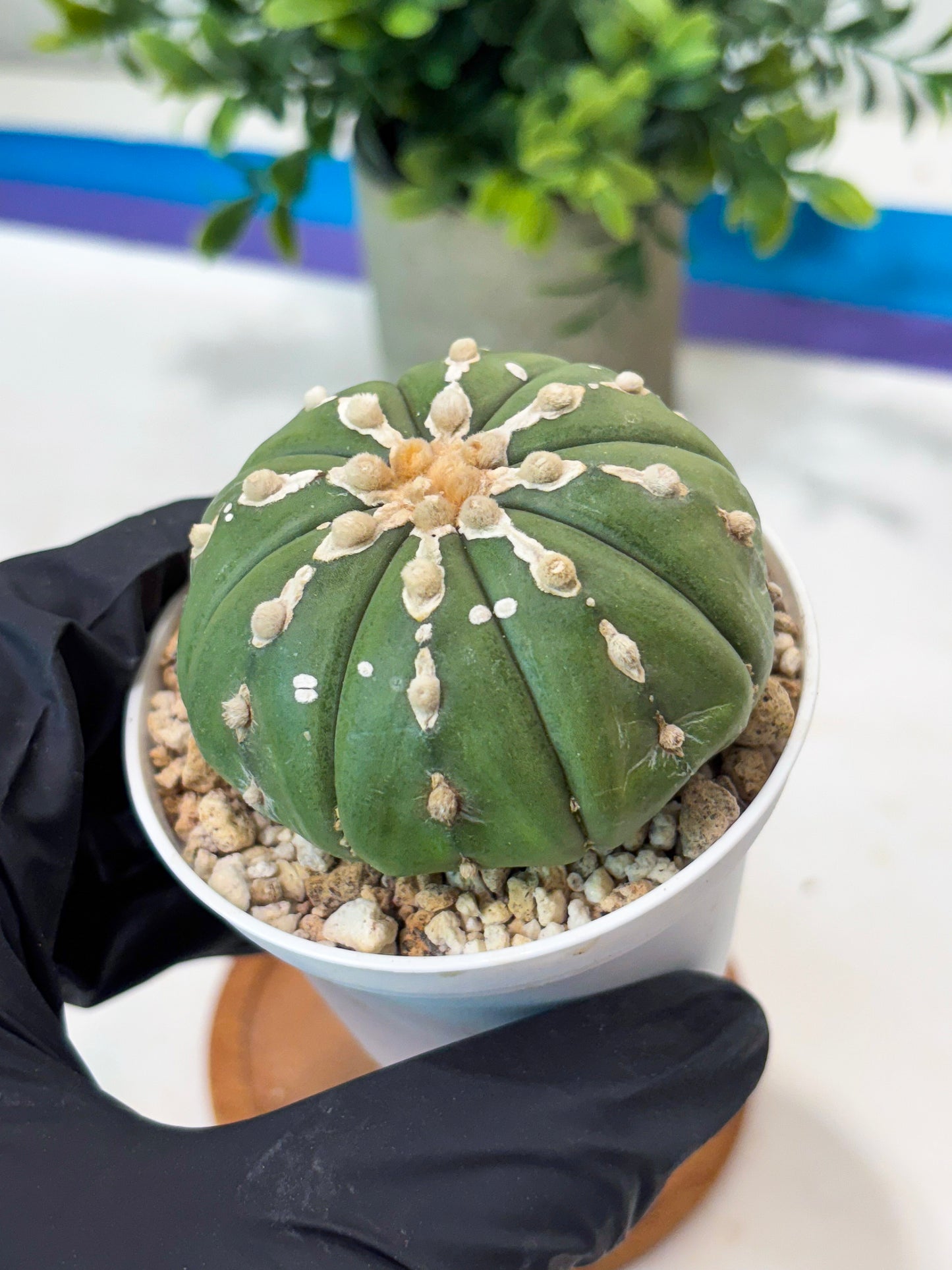 Astrophytum V-Type Nudum (T9) (p5) | Nevada Plant Seller