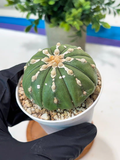 Astrophytum V-Type Nudum (T9) (p5) | Nevada Plant Seller