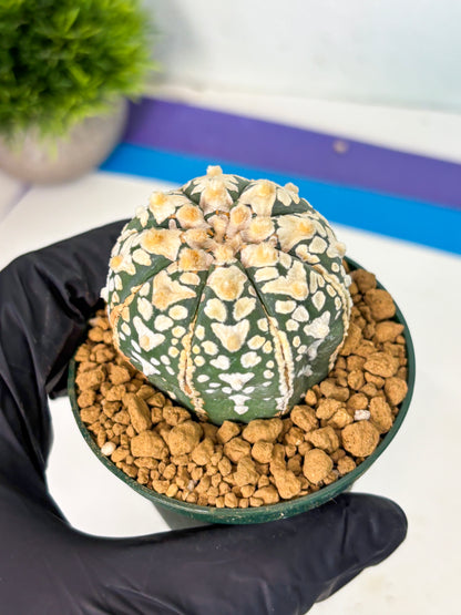 Astrophytum V-Type (at6) (r6) | Rare Star Cactus