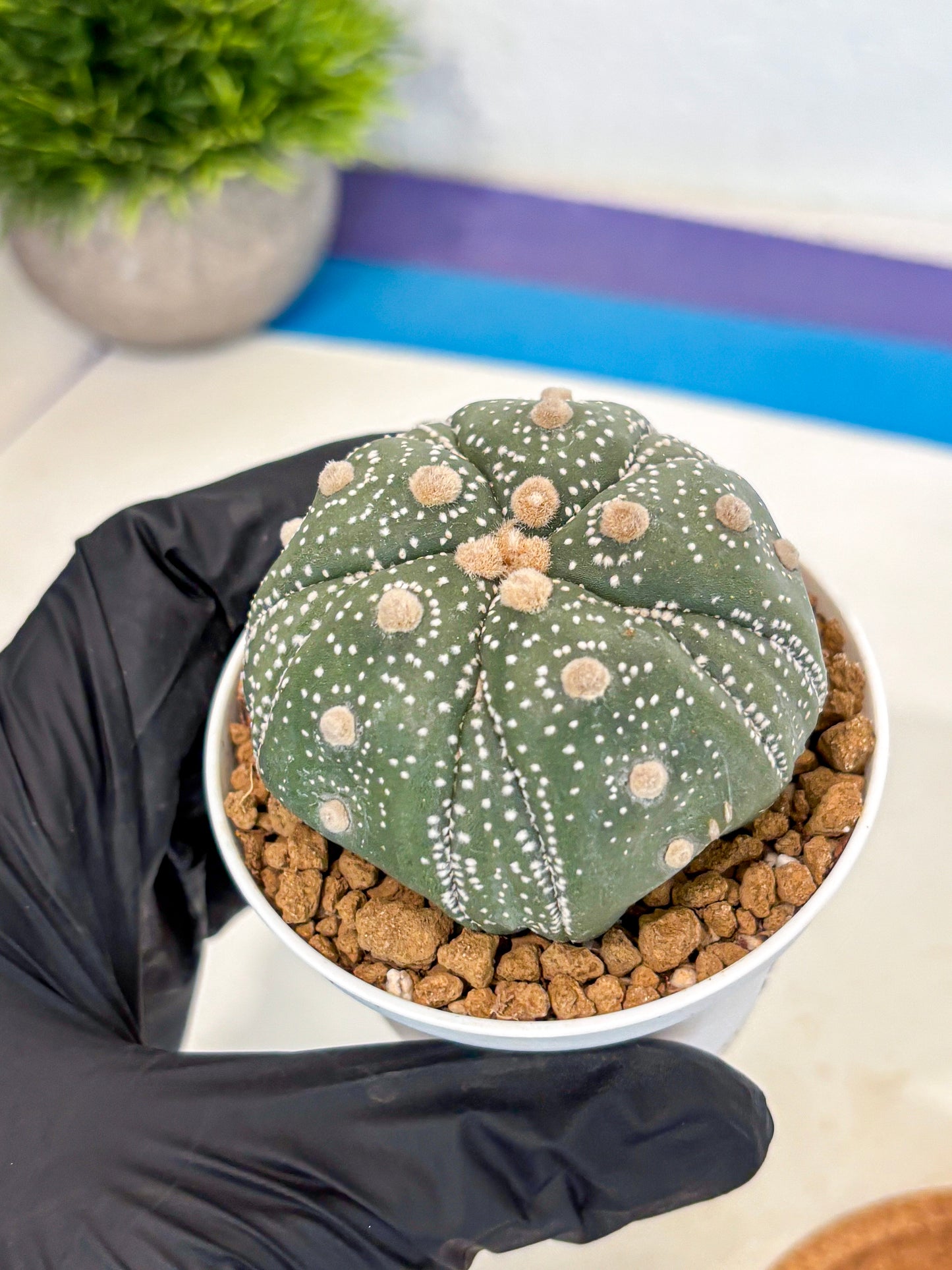 Astrophytum 5-Ribs (at7) (r1) | Living Rocks
