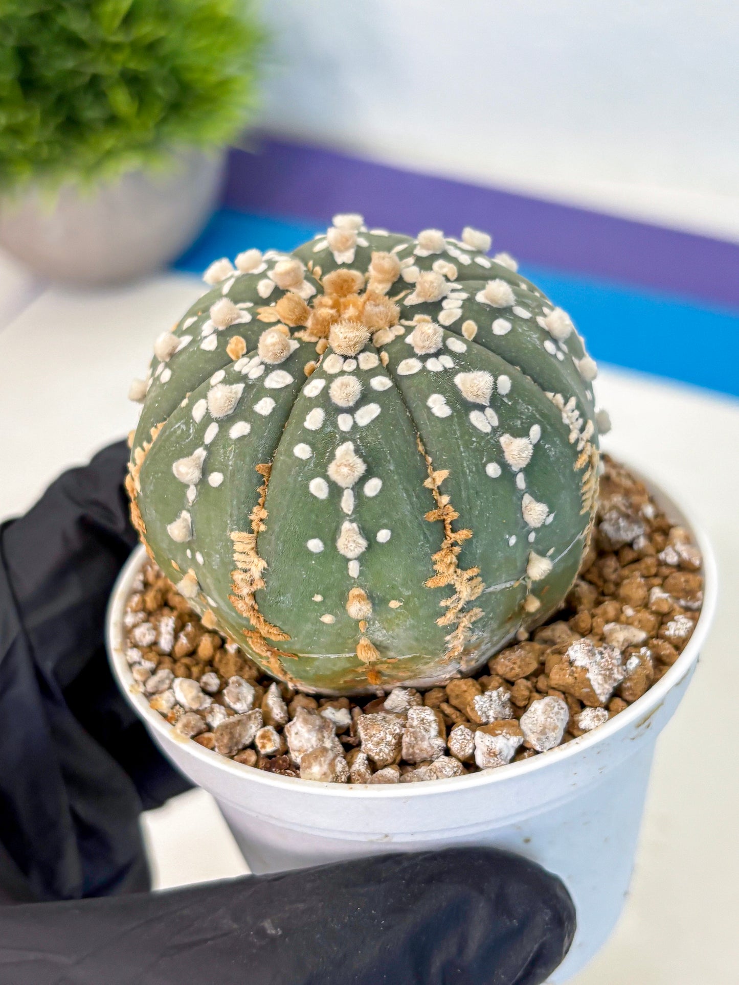 Astrophytum Super Kabuto (at1) (14) | Collection Plant | Rare Cactus