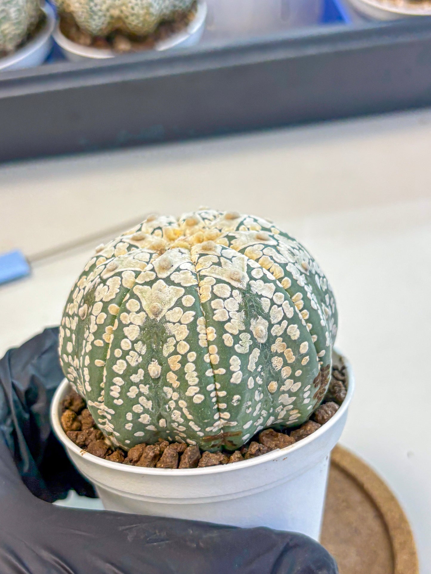 Astrophytum V Type (at4) (15) | Star Cactus
