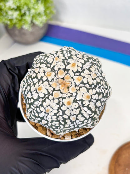Astrophytum Star Shape (at3) (r5) | Rare Cactus