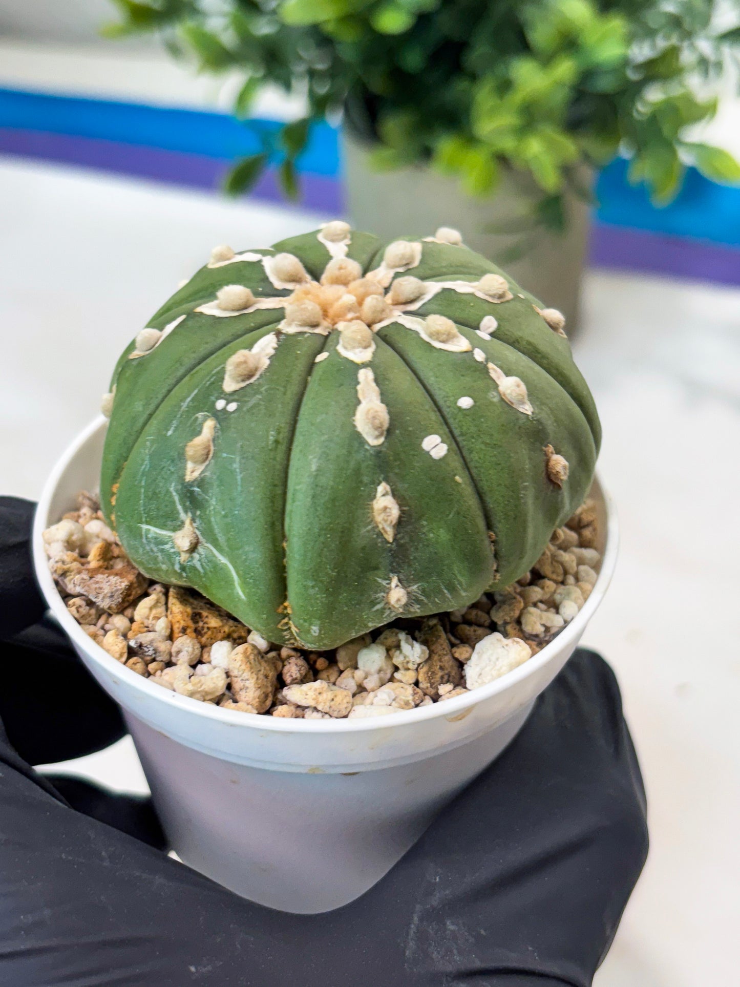 Astrophytum V-Type Nudum (T9) (p5) | Nevada Plant Seller
