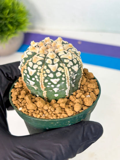 Astrophytum V-Type (at6) (r6) | Rare Star Cactus