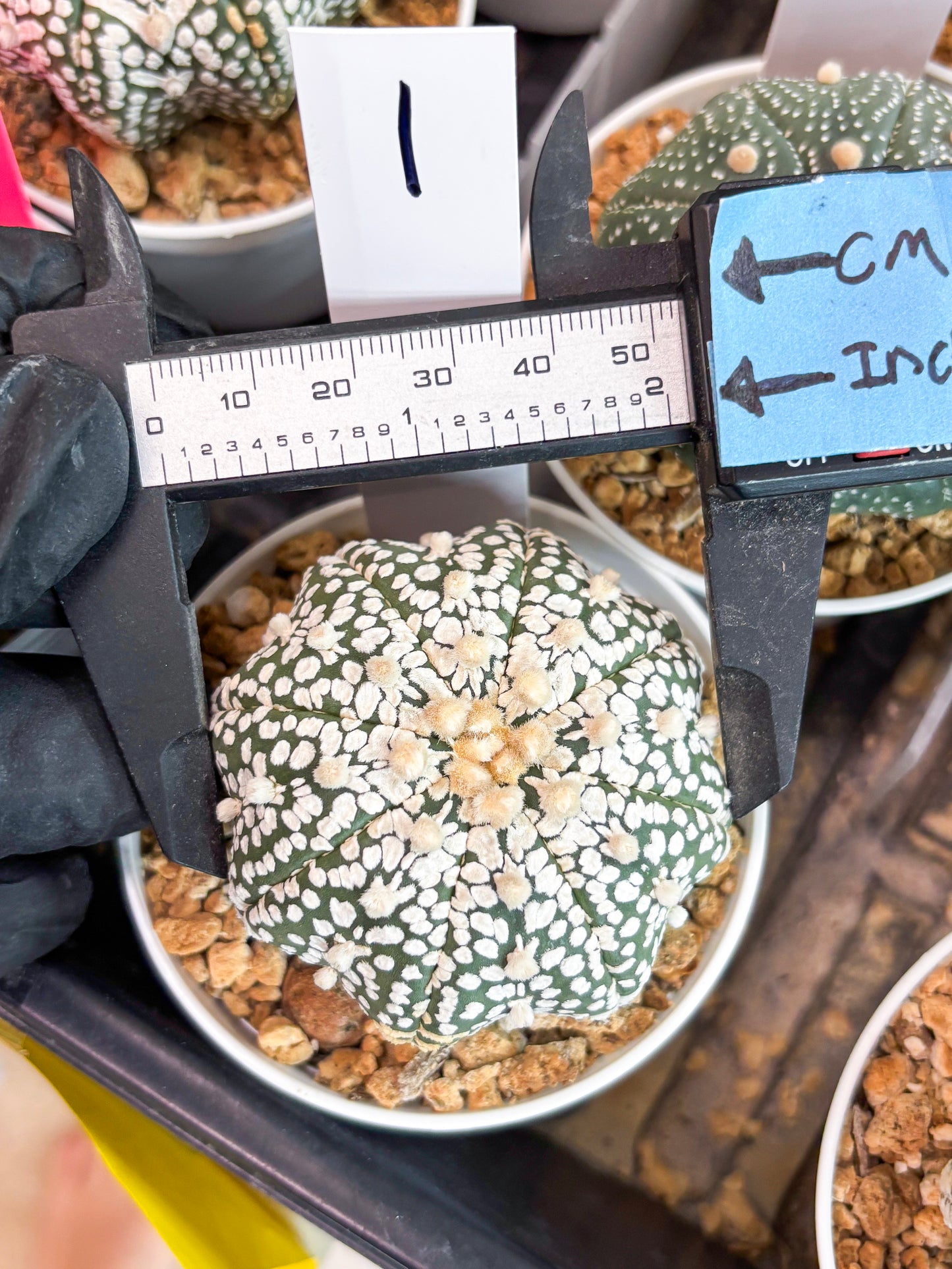 Astrophytum Super Kabuto (t12) (r1) | 3" Pot