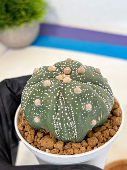 Astrophytum 5-Ribs (at7) (r1) | Living Rocks