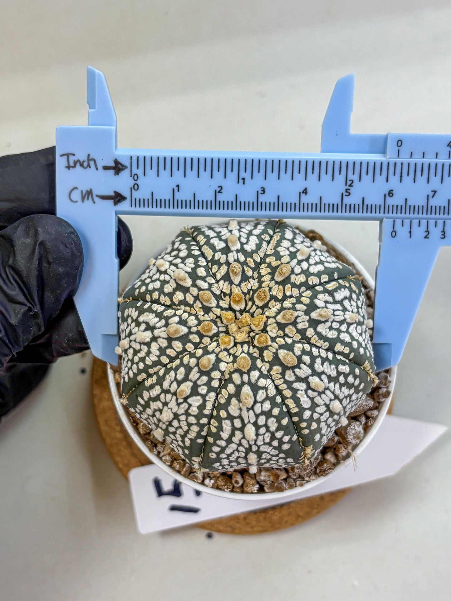 Astrophytum Super Kabuto (at1) (15) | Collection Plant | Rare Cactus