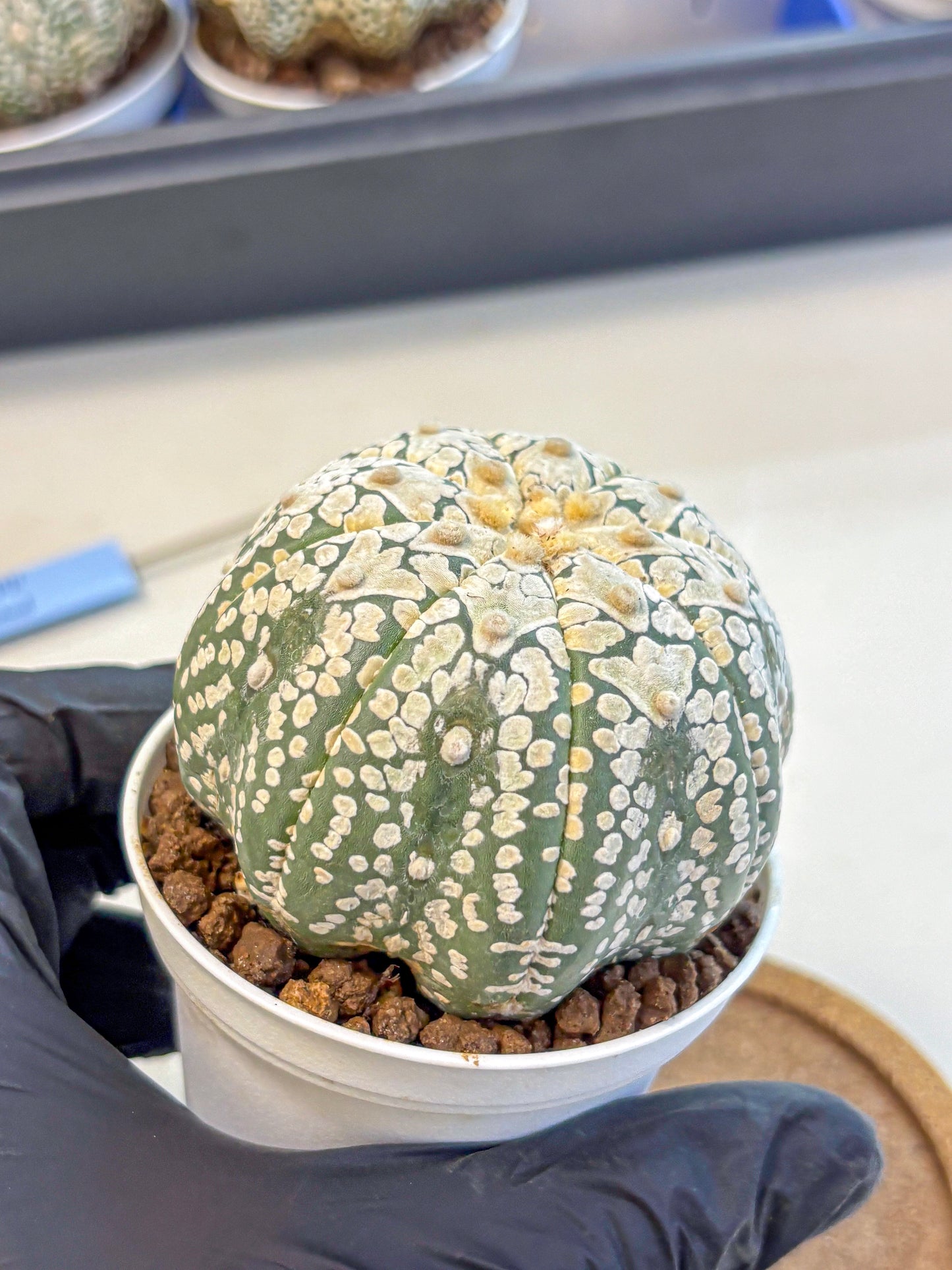 Astrophytum V Type (at4) (15) | Star Cactus