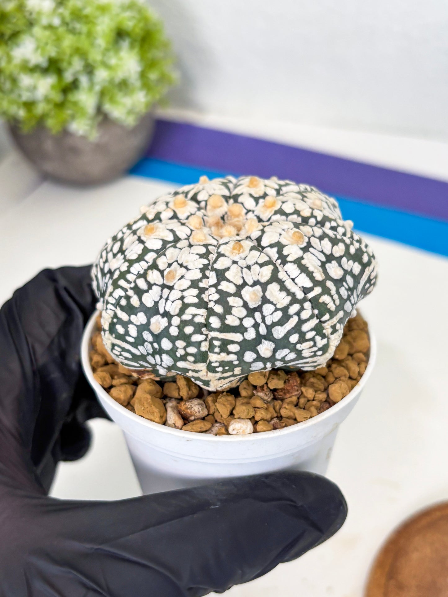 Astrophytum Star Shape (at3) (r5) | Rare Cactus