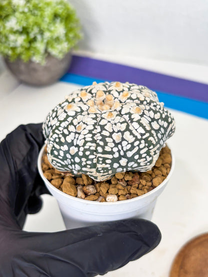 Astrophytum Star Shape (at3) (r5) | Rare Cactus